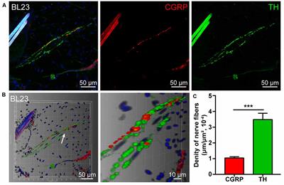 Correlated Sensory and Sympathetic Innervation Between the Acupoint BL23 and Kidney in the Rat